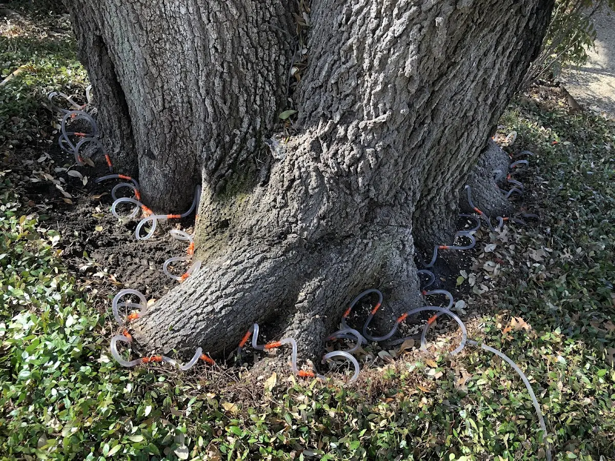 Detailed Tree Cabling and Bracing job site in Clarendon Hills