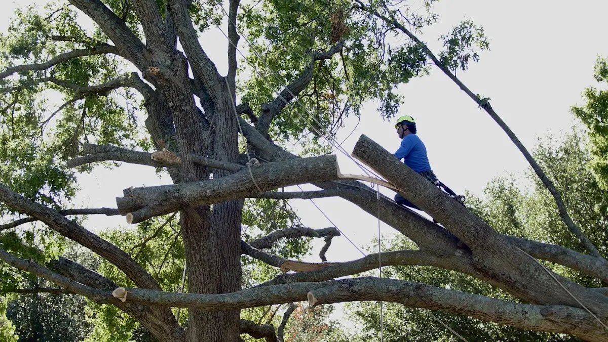 Professional Crown Thinning performed by certified arborists in Clarendon Hills