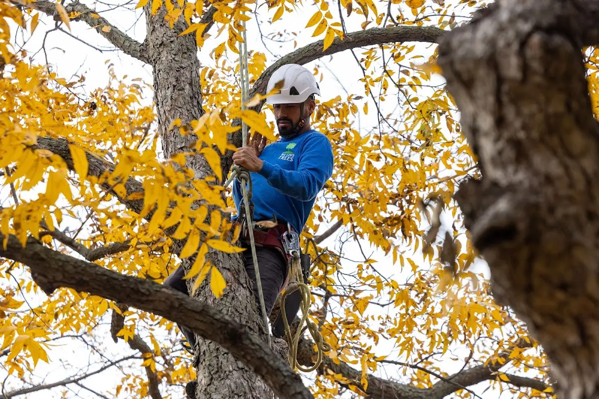 Skilled Tree Trimming crew working in Clarendon Hills