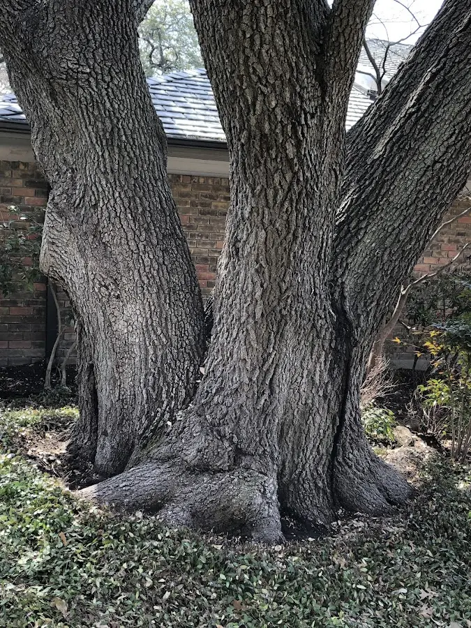 Mature heritage tree close to a Clarendon Hills property cared for by certified arborists